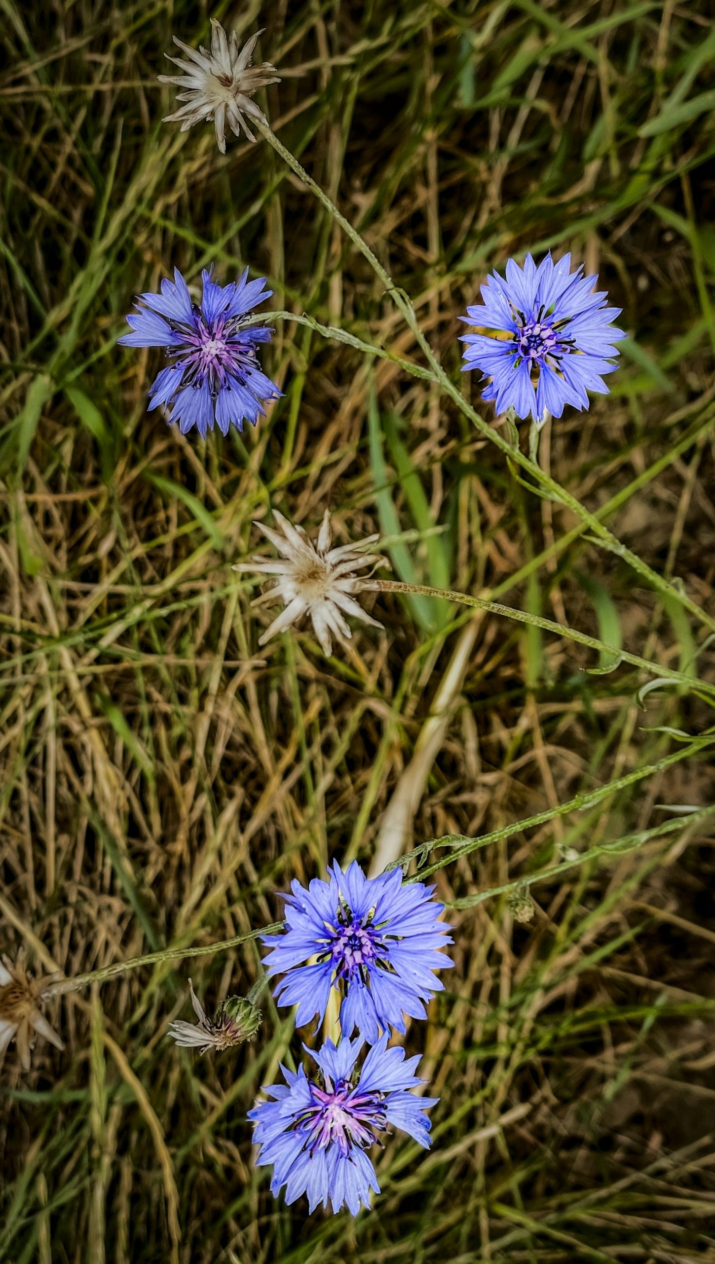 Understanding the Impact of Strategic Partnerships